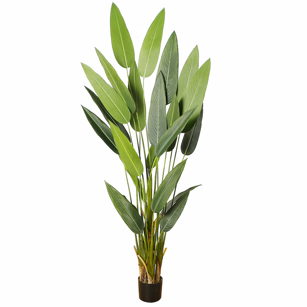 12 Best Huge Houseplants That Make a Statement in Your Home ...