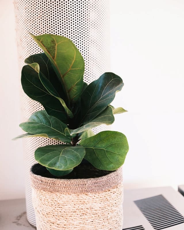 7 Houseplants You Will Always Kill & the Most Popular Artificial Alternatives