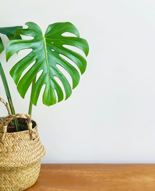 Are Artificial Plants Toxic to Children and Pets?