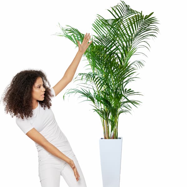 Your Ultimate Guide to Buying Artificial Palm Plants