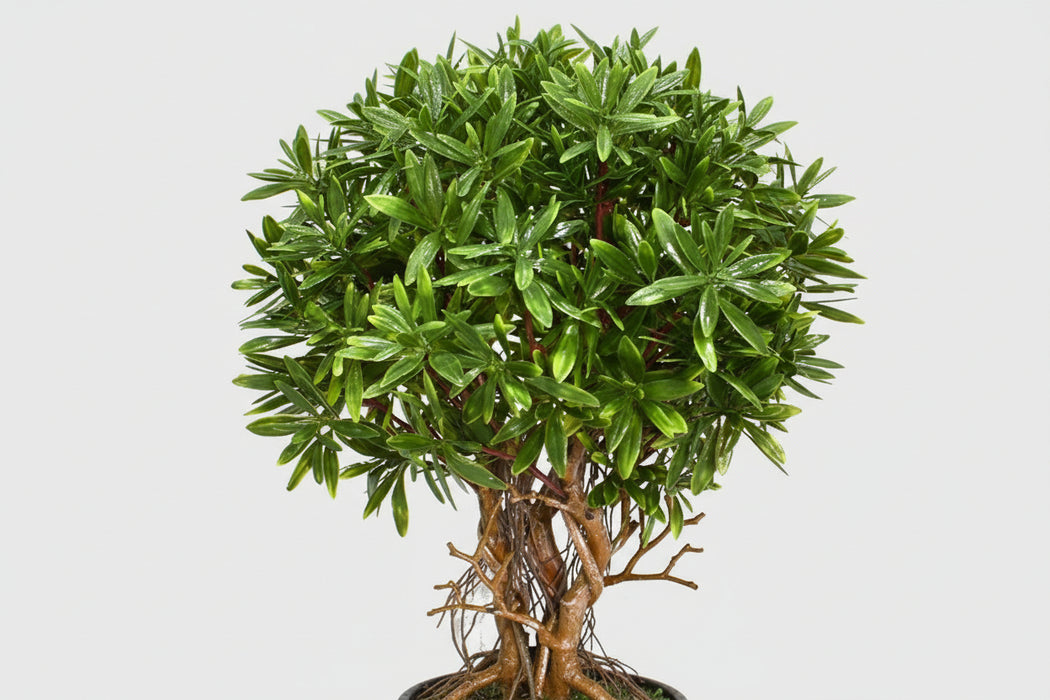 45cm Fire Retardant Mini Ficus Topiary Ball Plant