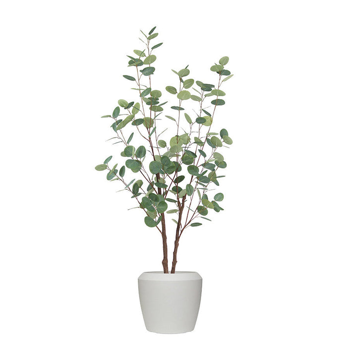 Eucalyptus Tree in Norfolk Chalk Pot 130cm