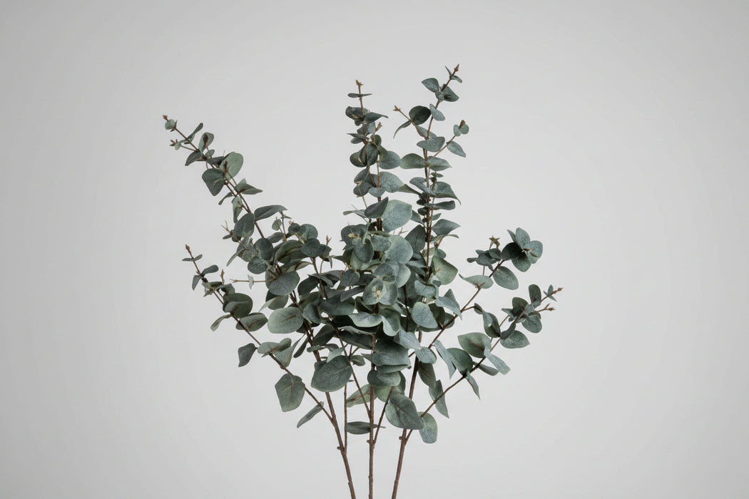 Variegated Eucalyptus - Single Stem 98cm