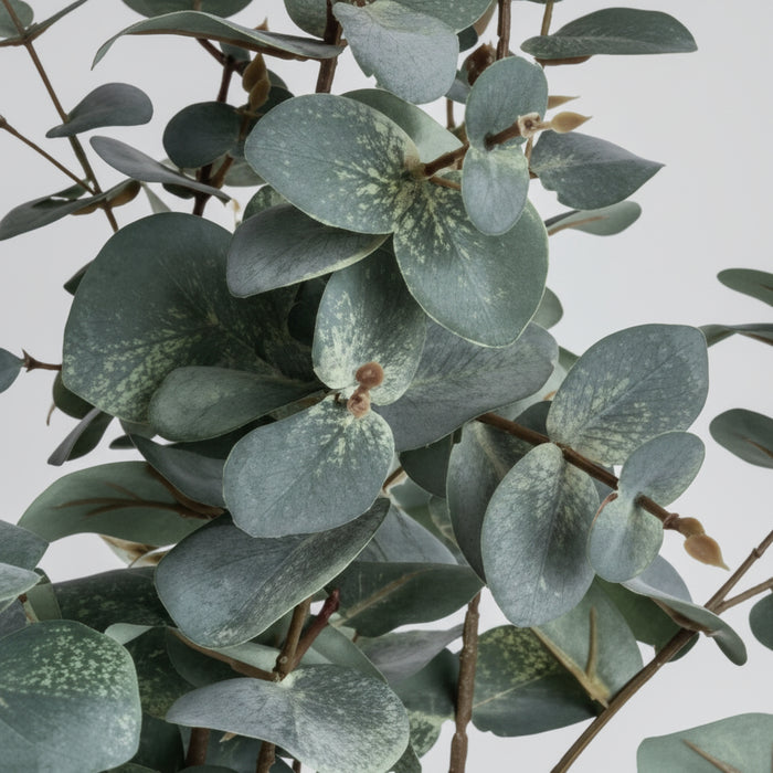 Variegated Eucalyptus - Single Stem 98cm