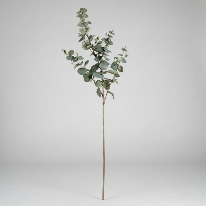 Variegated Eucalyptus - Single Stem 98cm