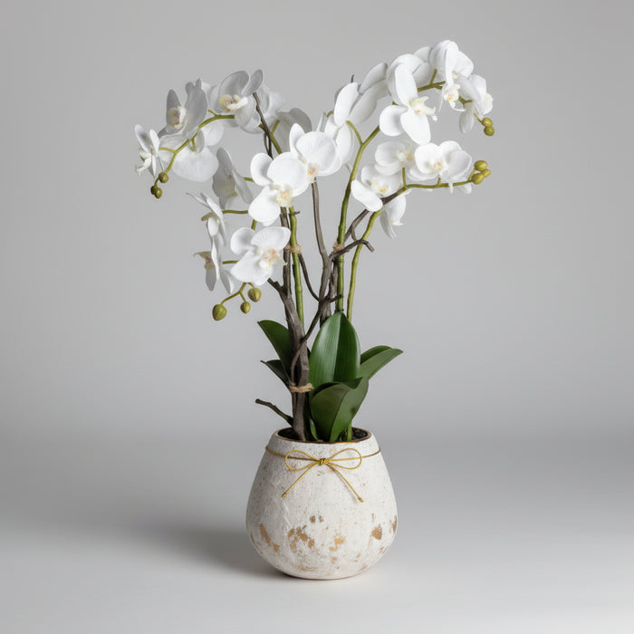 60cm Exquisite Large Stone Potted Orchid With Roots