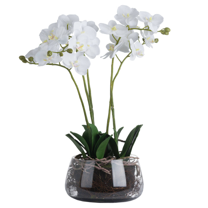 61cm Beautiful Premium White Orchid In Glass Pot