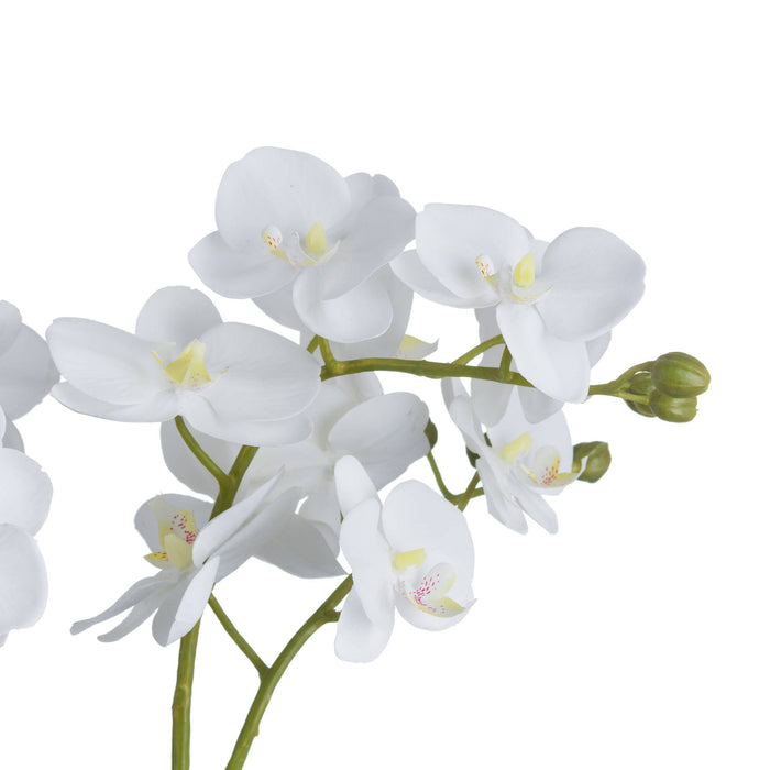61cm Beautiful Premium White Orchid In Glass Pot