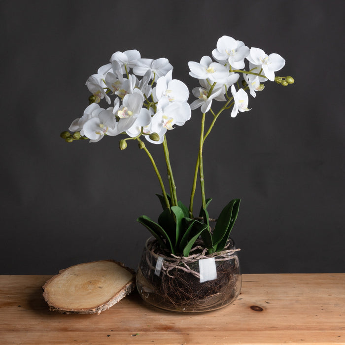 61cm Beautiful Premium White Orchid In Glass Pot