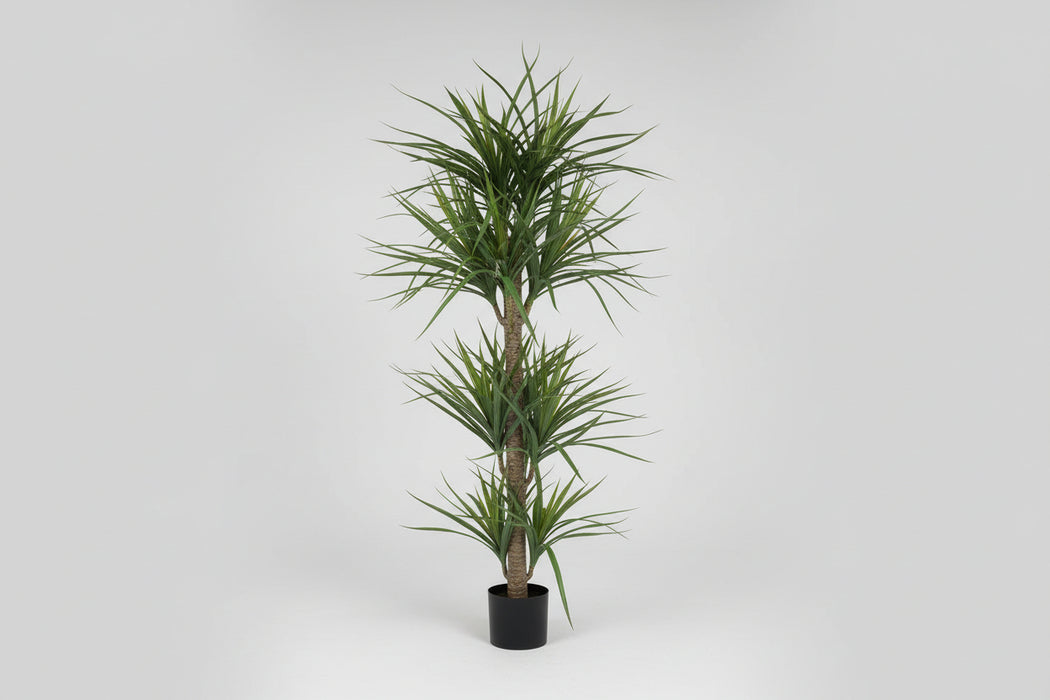 180cm Dracaena Realistic Artificial Tree