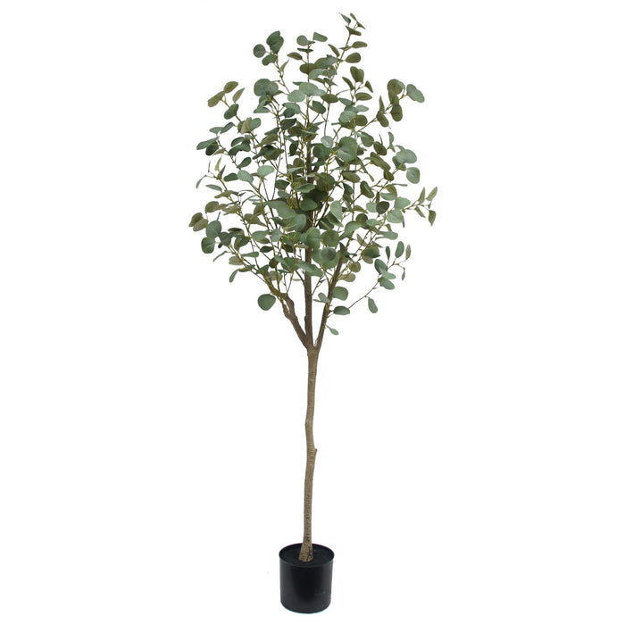 180cm Blue Gum Eucalyptus Tree