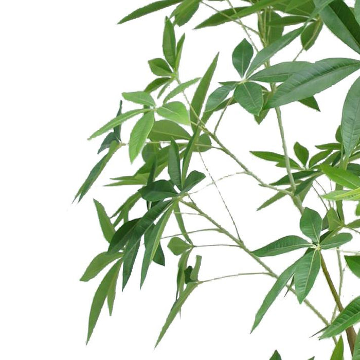 fake money tree plant 210cm Artificial Money Tree Pachira Realistic Faux Tree — Artificial Eden