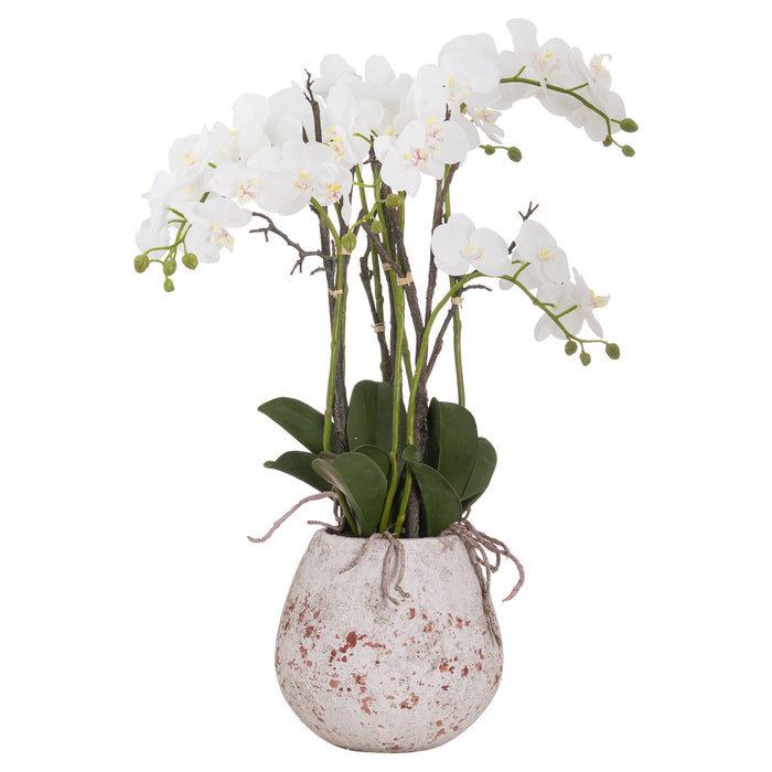 60cm Exquisite Large Stone Potted Orchid With Roots
