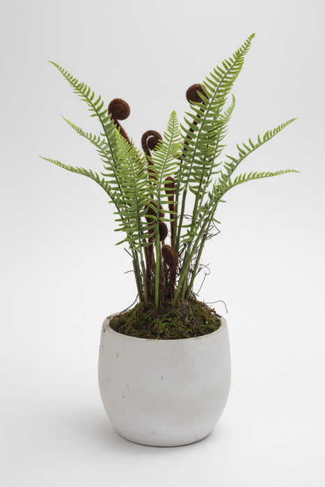 Boston Large Potted Fern