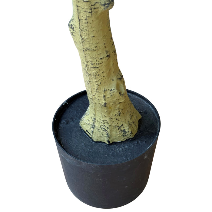 150cm Calabria Olive Tree. Stunning Lifelike.