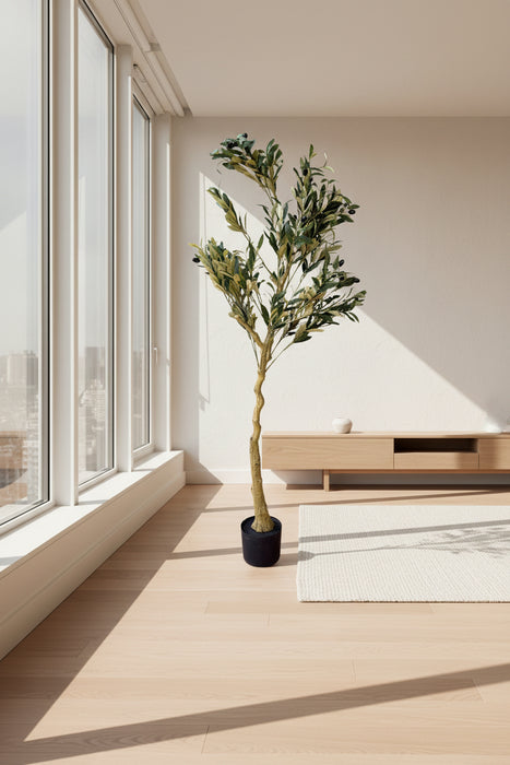 150cm Calabria Olive Tree. Stunning Lifelike.