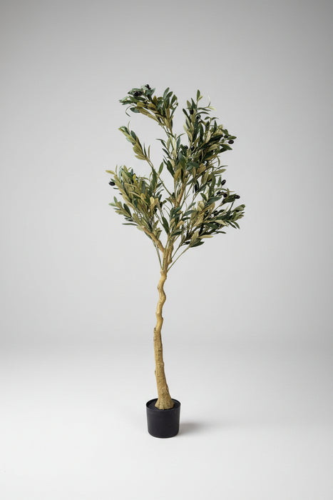 150cm Calabria Olive Tree. Stunning Lifelike.