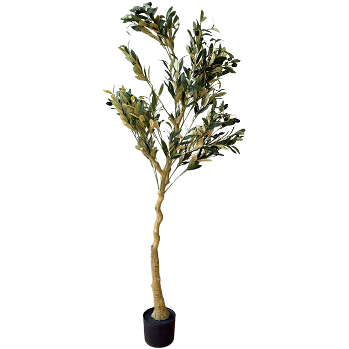 150cm Premium Quality Calabria Olive Tree