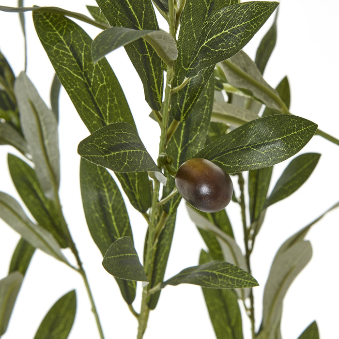 180cm Luxury Apulia Olive Tree In White Pot