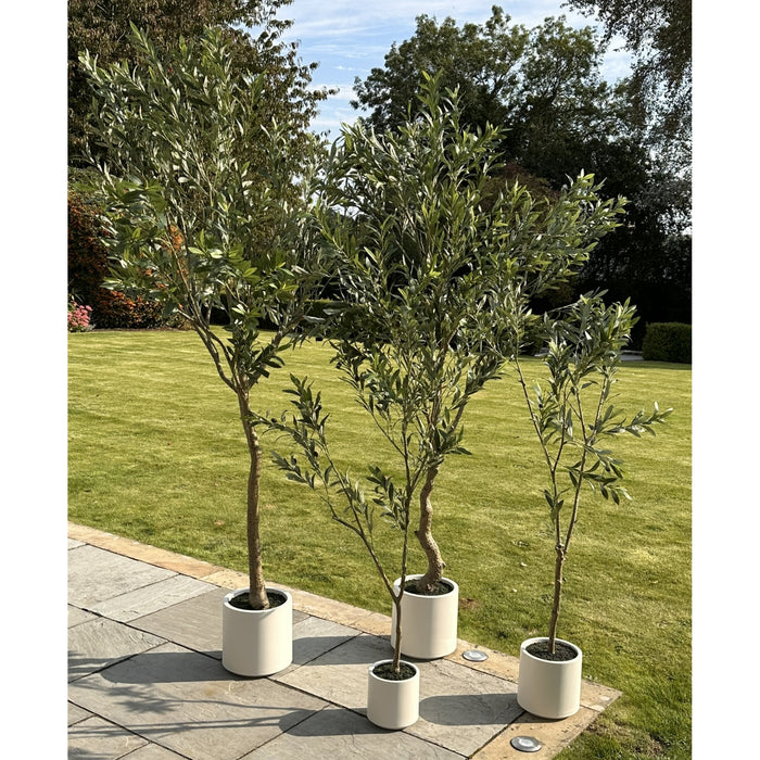 180cm Luxury Apulia Olive Tree In White Pot