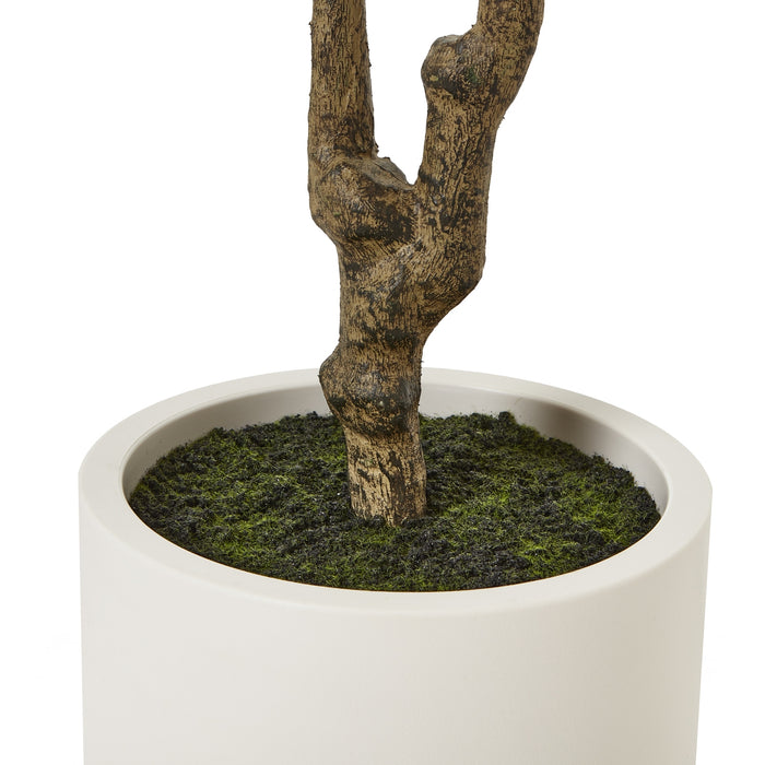 210cm Tall Elegance Apulia Olive Tree In White Pot