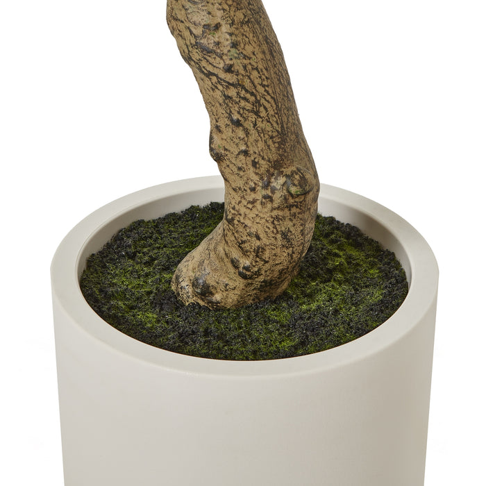 200cm Ultra Realistic Apulia Olive Tree In White Pot