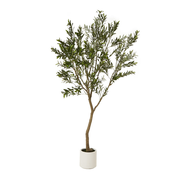 240cm Stunning Apulia Olive Tree In White Pot