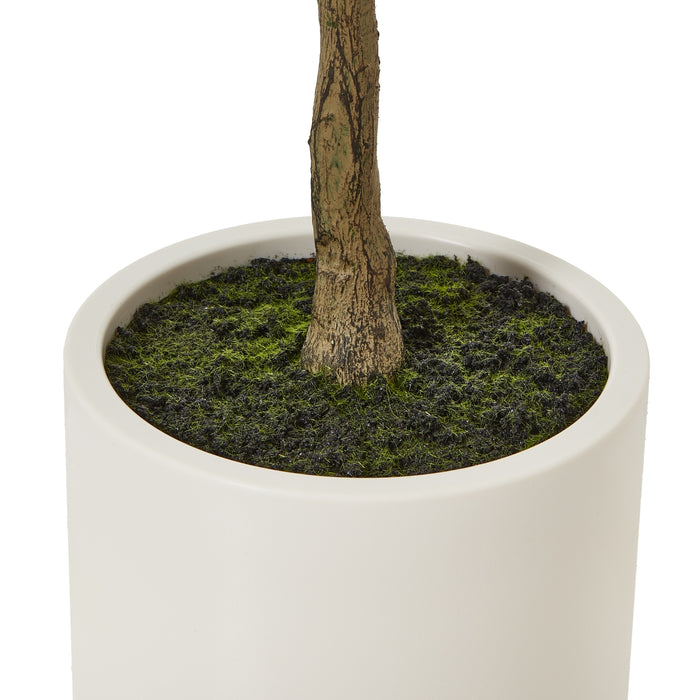 150cm Elegance Apulia Olive Tree In White Pot