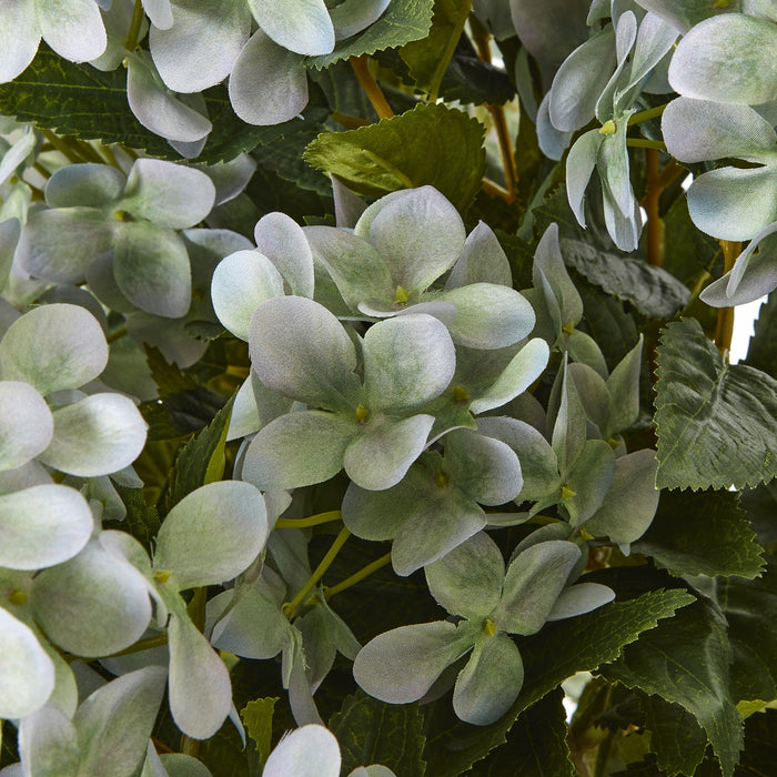 Large Elegance Green Hydrangea Plant In Pot