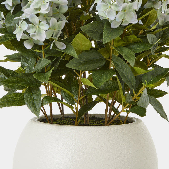 Large Elegance Green Hydrangea Plant In Pot
