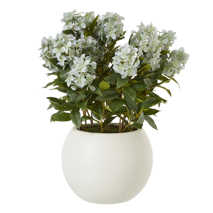 Large Elegance Green Hydrangea Plant In Pot