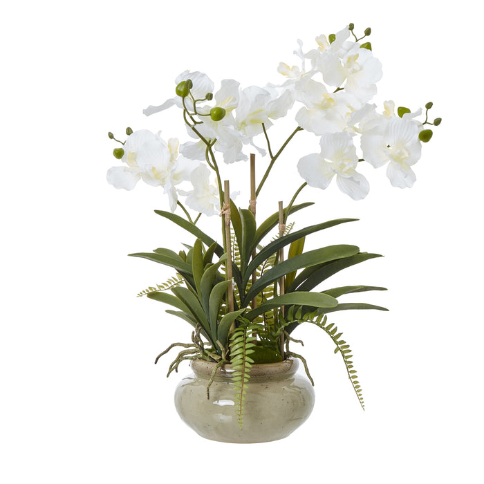 69cm Gorgeous White Vanda Orchid Plant In Ceramic Pot