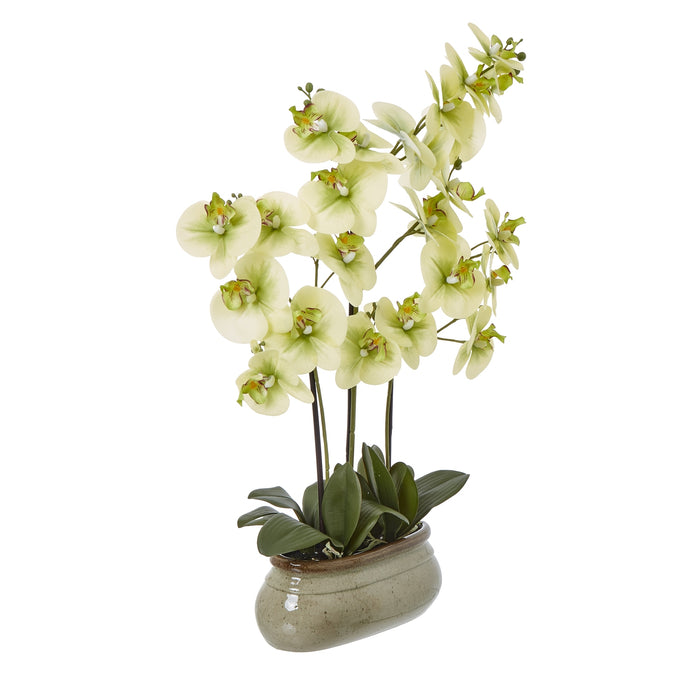 74cm Large Stunning Green Orchid In Ceramic Pot