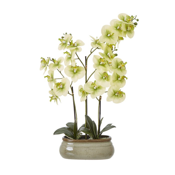 74cm Large Stunning Green Orchid In Ceramic Pot