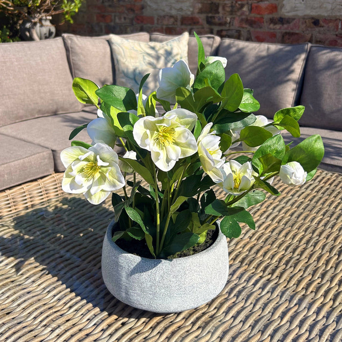 42cm Elegance White Hellebore Plant In Grey Pot