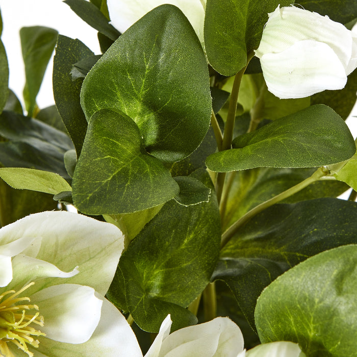 42cm Elegance White Hellebore Plant In Grey Pot