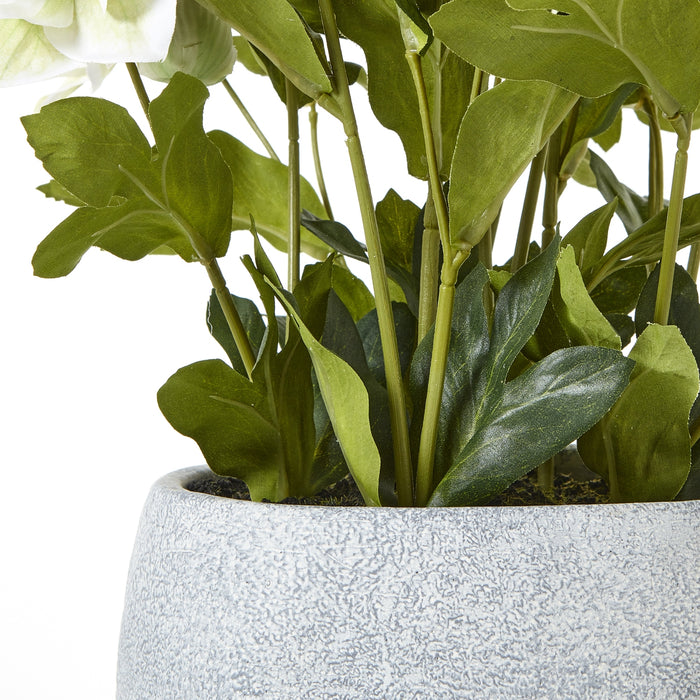 42cm Elegance White Hellebore Plant In Grey Pot