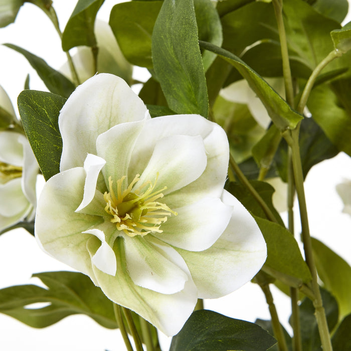 42cm Elegance White Hellebore Plant In Grey Pot