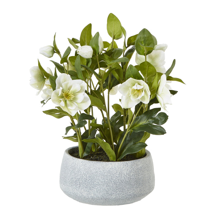 42cm Elegance White Hellebore Plant In Grey Pot