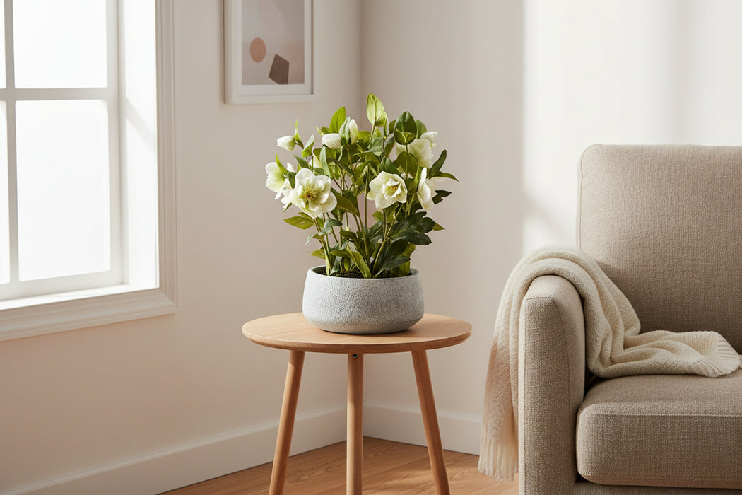 42cm Elegance White Hellebore Plant In Grey Pot