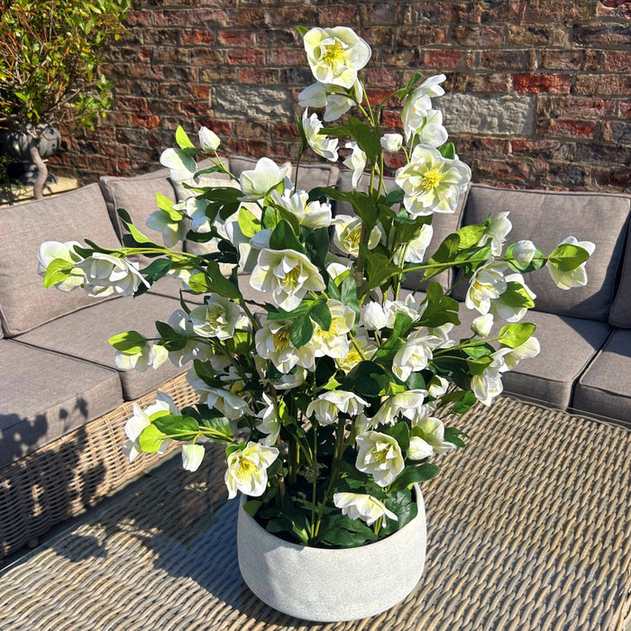85cm Large Exquisite White Hellebore In Grey Pot