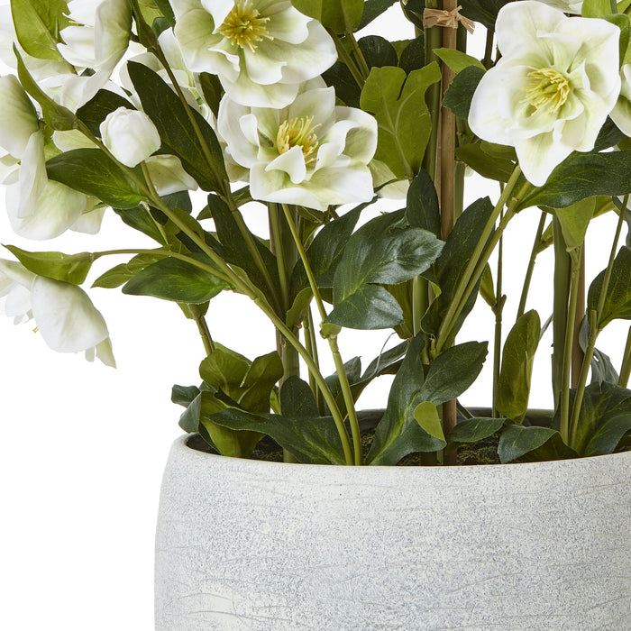 85cm Large Exquisite White Hellebore In Grey Pot