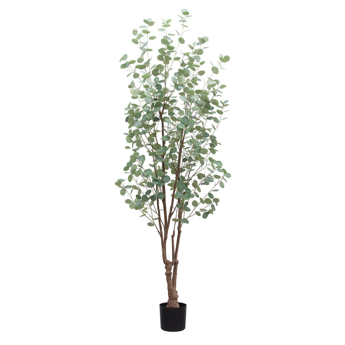 Eucalyptus Tree in Norfolk Chalk Pot 270cm