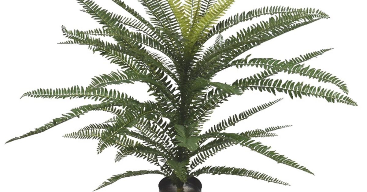 75cm Boston Fern Plant with 49 Leaves  –  Fire Retardant Plant