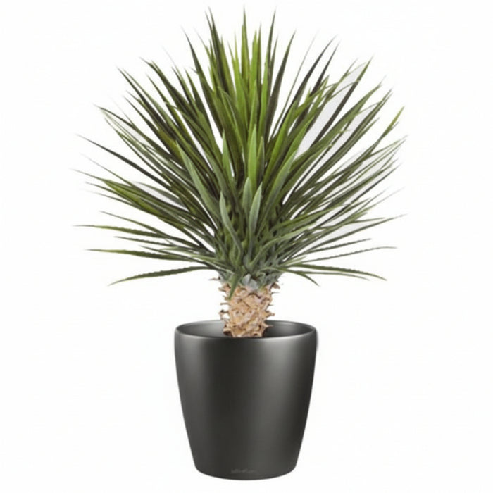 Stunning 75cm Faux Dracaena Plant / Tree