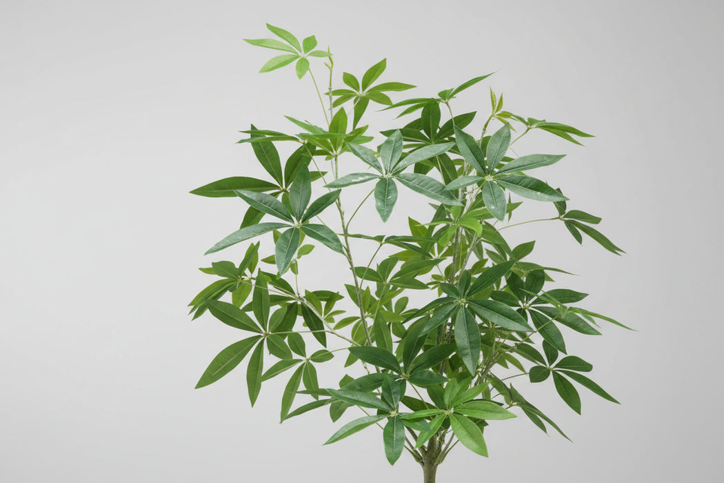 180cm Artificial Money Tree Pachira Realistic Faux Tree