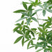 180cm Artificial Money Tree Pachira Realistic Faux Tree