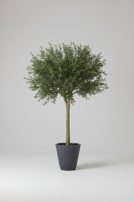 Show-Stopping Olive Tree 300cm - Fire Retardant