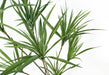 125cm Dragon Tree Dracaena Plant Natural Look Artificial
