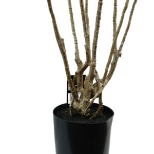 Stunning 125cm Dragon Realistic Dracaena  Tree